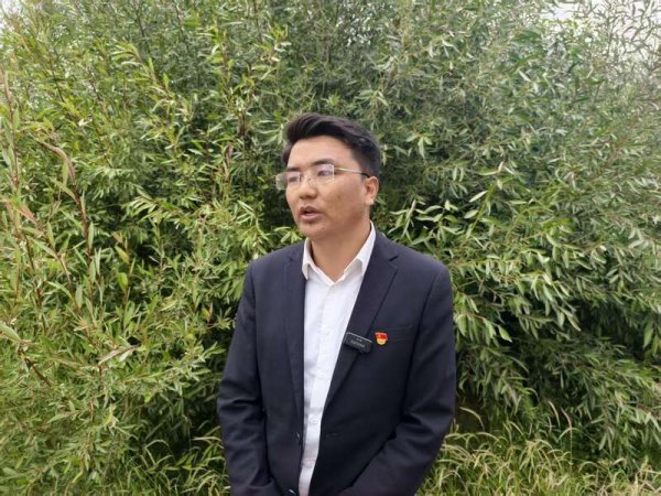 配资炒股理财 班公柳成了“致富树” 高原上有本绿色“致富经”