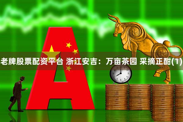 老牌股票配资平台 浙江安吉：万亩茶园 采摘正酣(1)